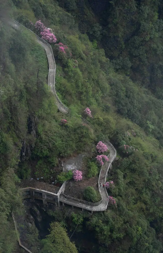 บนหลังคาเมฆ, ภูเขาโต๊ะที่สวยที่สุด, ดอกไม้ Rhododendron กำลังบานอีกครั้ง!