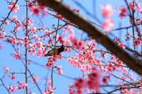 春日來信-翔安妙高山櫻花開了。