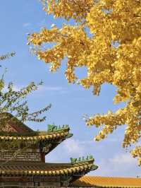 接下來的北京，是老舍筆下的北平之秋。