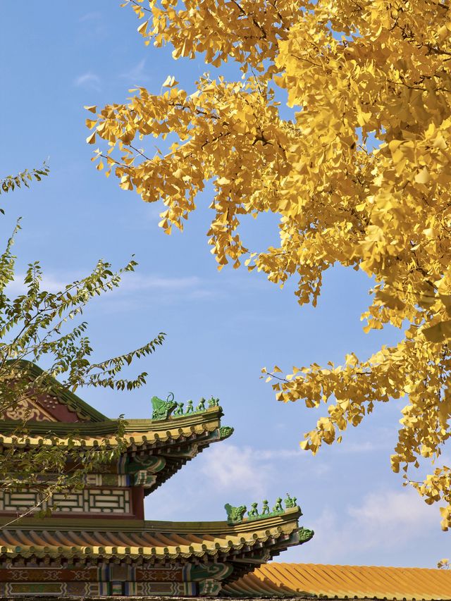 接下來的北京，是老舍筆下的北平之秋。