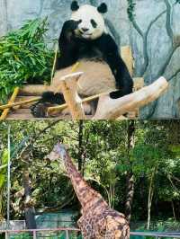秦嶺野生動物園開園了，不一樣的體驗