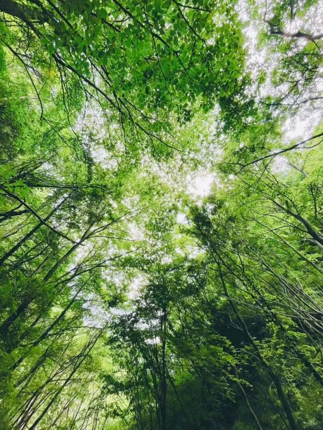 大自然氧吧,景區詳細攻略 大自然氧吧,景區詳細攻略