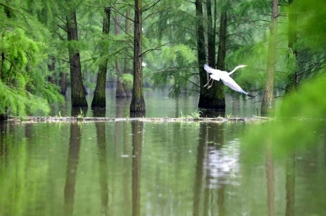 追夏 | 最後的假期，上海周邊水上森林公園