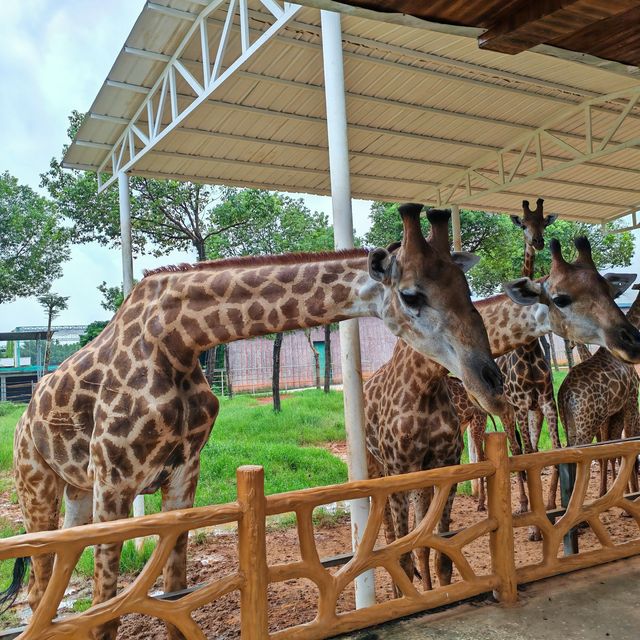 香港廣西四天三晚之平南雄森動物大世界