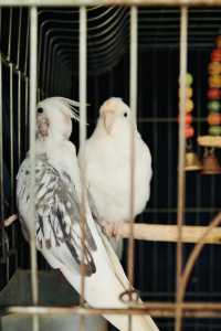 花語鳥鳴——溪岸花鳥市場