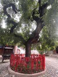 天水麻辣燙之行∣南郭寺，沒有南郭先生，卻有杜少陵