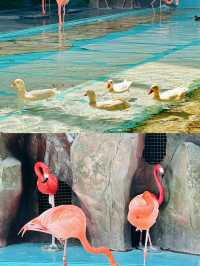 【哈爾濱極地公園海洋館】打卡。