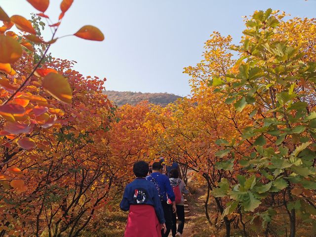 坡峰嶺。