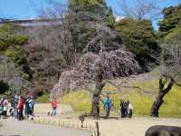 東京景點｜小石川後樂園：東京古園風華