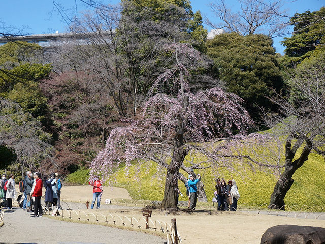 東京景點｜小石川後樂園：東京古園風華