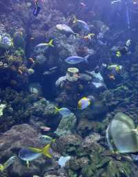 美國芝加哥｜謝德水族館。