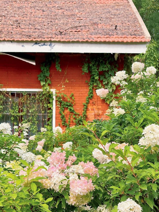 武漢人有自己的秋日莫奈花園||向日葵、硫華菊、百日菊、繡球花…武漢的秋天有多美，在這裡具象化了陽光。