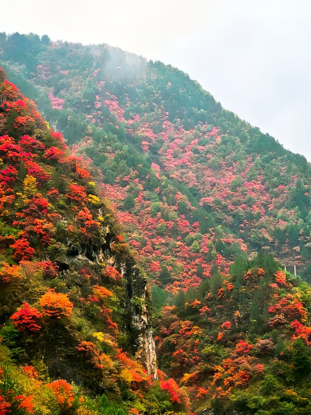 【秦嶺秋色】S101公路上的紅葉盛宴與黑龍口美食之旅。
