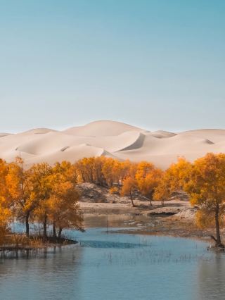 Xinjiang's Hidden Gem: The Stunning Water Poplar Forest on Hulu Island