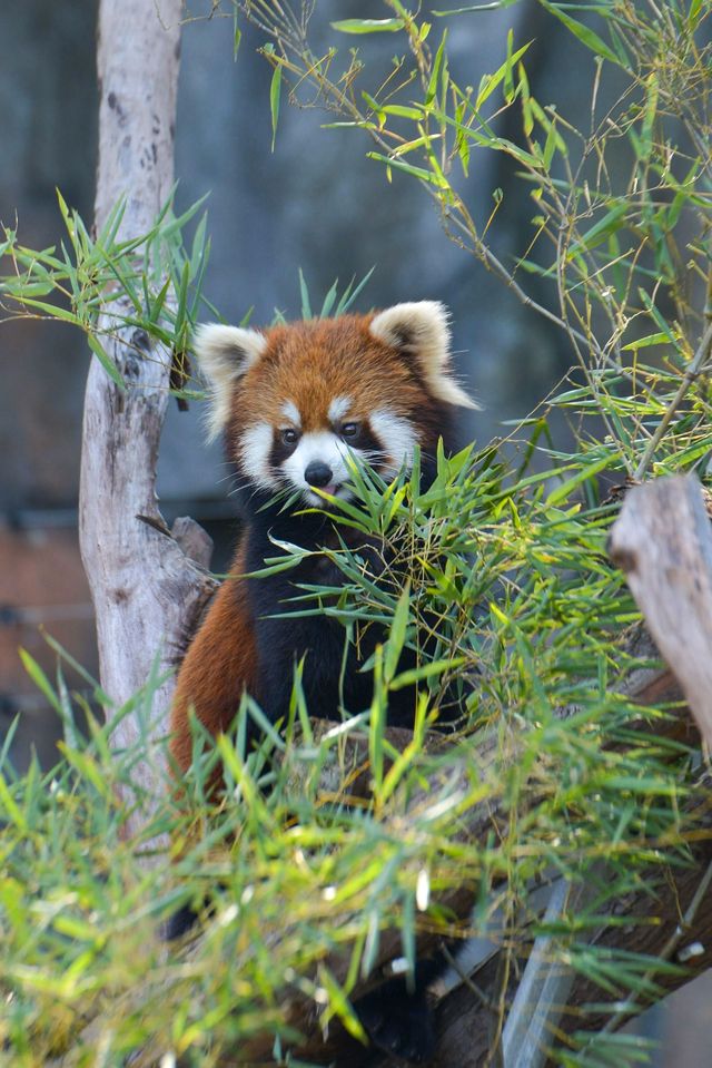 武漢動物園遊玩。