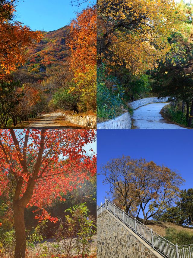 北京香山紅葉已進入觀賞倒數！
