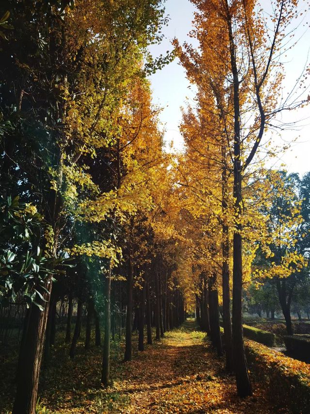 隋唐城遺址植物園。