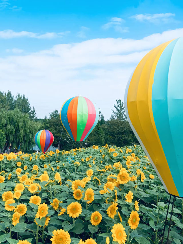 蘇州｜荷塘月色濕地公園。