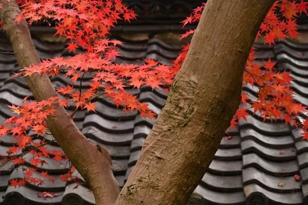 Nagoya's Higashiyama Zoo Offers Stunning Autumn Foliage