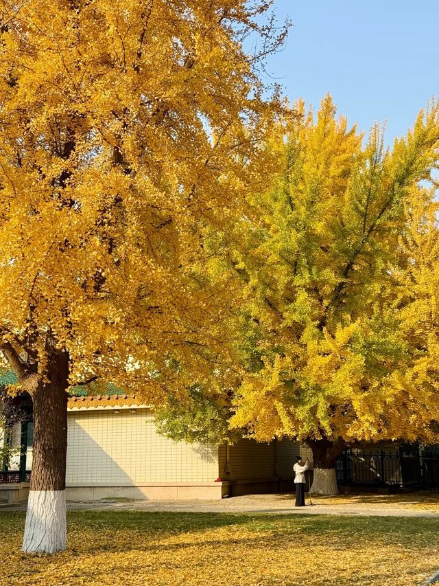 11.19實況三里屯附近這麼美的銀杏還沒落！。