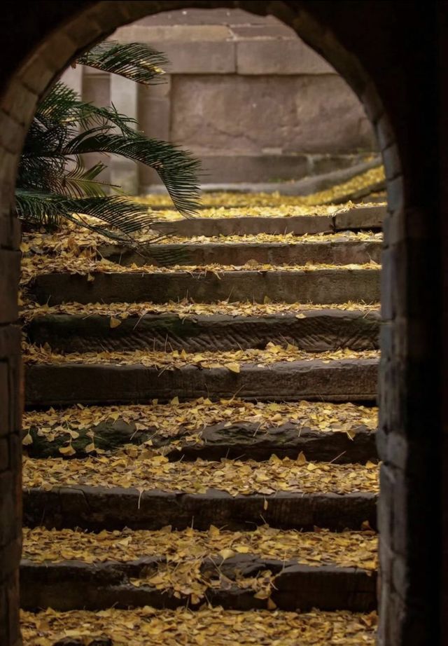 秋遊千年慈雲寺 霧裡賞銀杏。