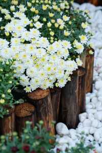 菊花展｜黃花崗公園｜廣州閒逛好去處。