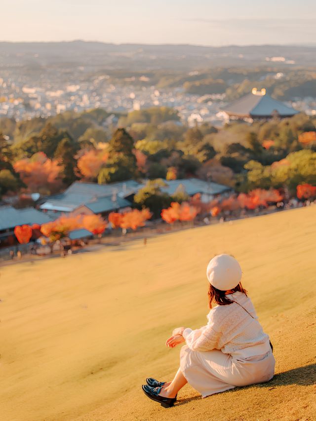 紅葉和小鹿太治癒了！快來奈良！