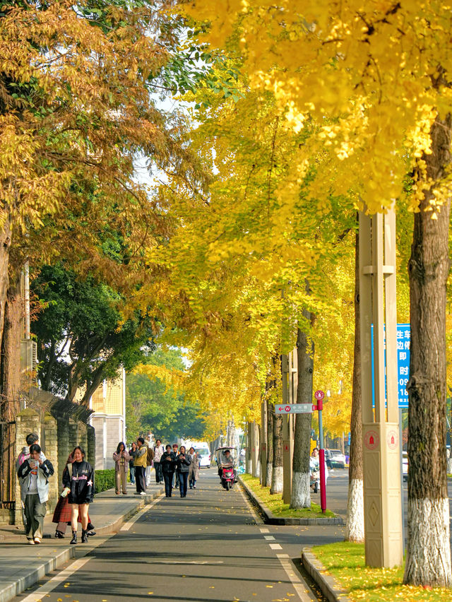 成都！四川大學望江校區的銀杏濃度已達10000%！