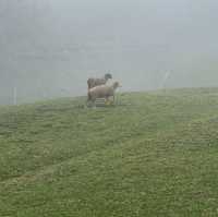 雲端牧歌：自然與牧場的田園交響曲