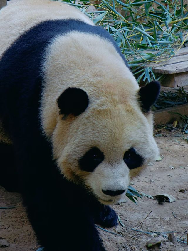 冬季反向遊｜來成都動物園與動物親密互動（附攻略）