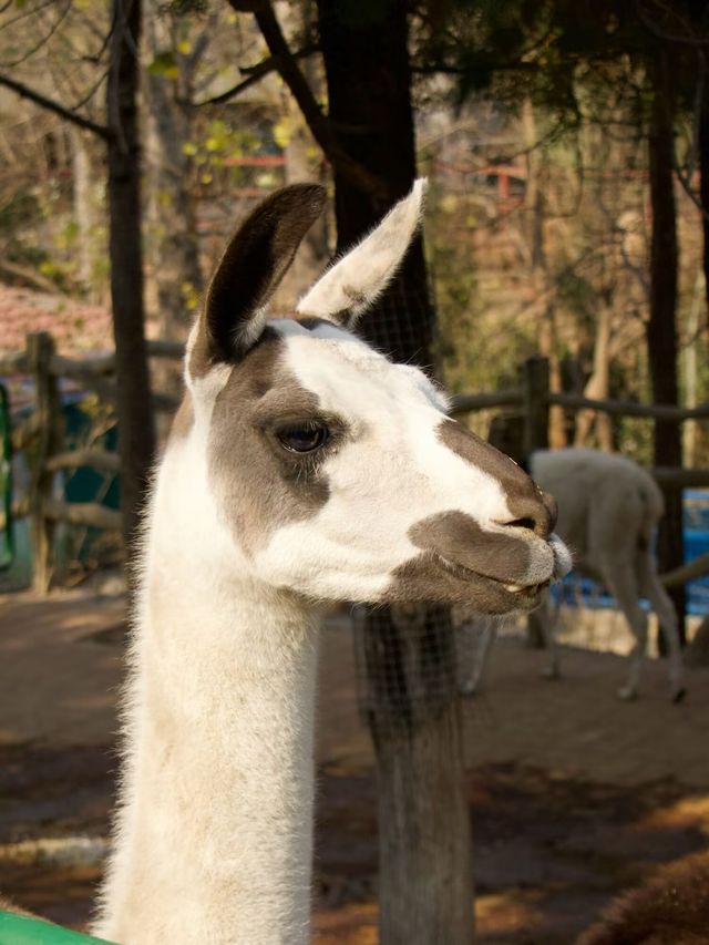 冬季反向遊 | 附鶴壁動物園互動遊玩攻略