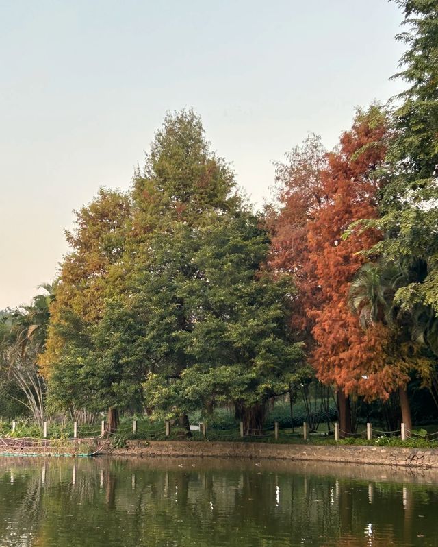 筆架山體育公園 | 落羽杉紅了！