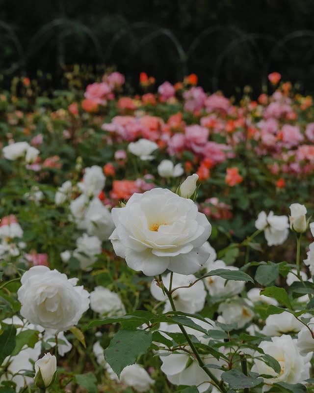 布倫海姆花園：靜享自然的綠意天堂 
