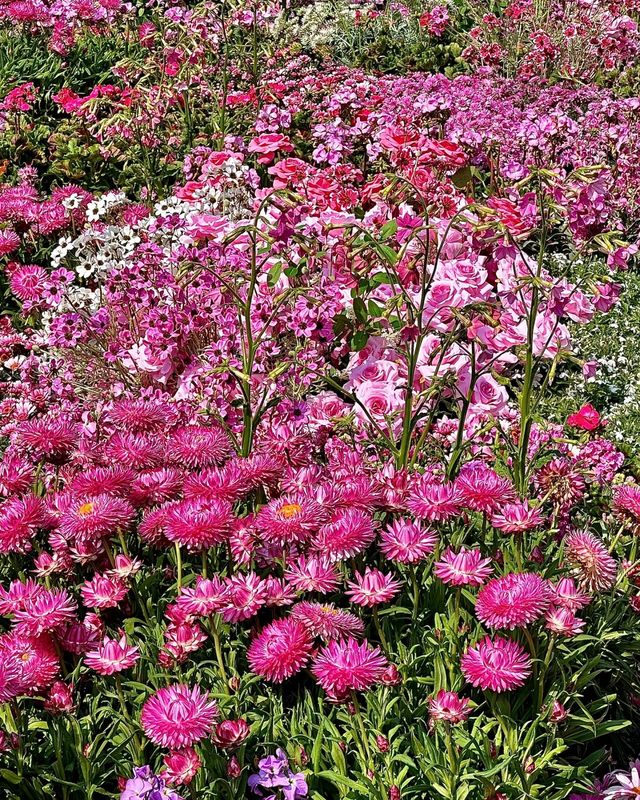 前海公園荷蘭花卉小鎮：邂逅夢幻花海