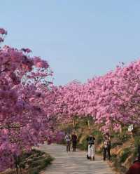 江門綠美生態園，赴一場紫花風鈴之約！