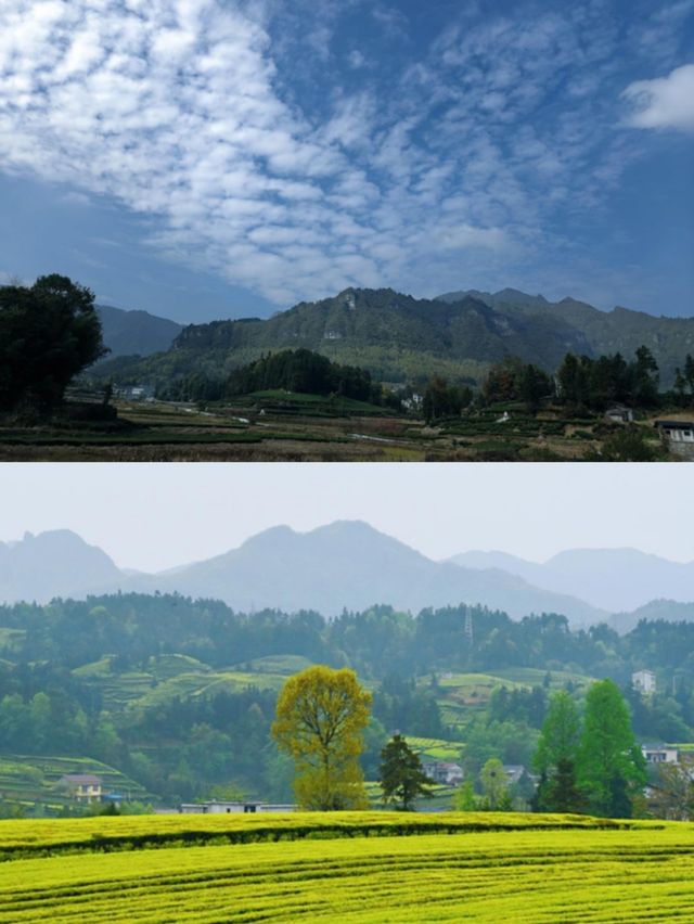 鶴峰翠綠茶園間山野民宿