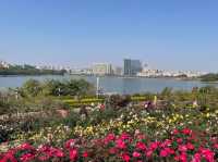 深圳賞花好去處！油菜花、月季花開得太好啦！