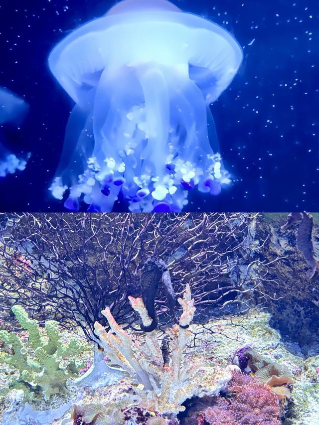 朋友圈問瘋了的地方香港海洋公園旅遊攻略