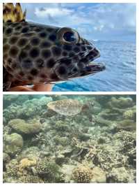呼拉島：馬爾代夫的海上明珠