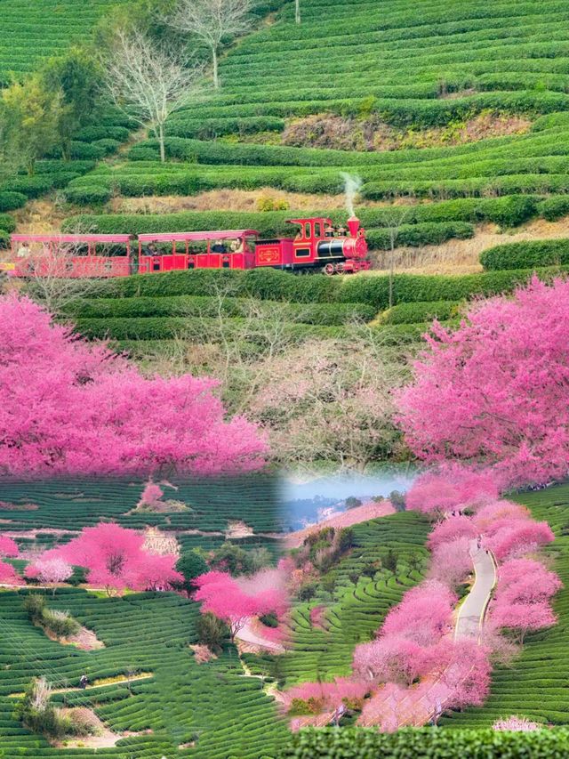 福建驚現現實版莫奈花園,美到失語! 福建驚現現實版莫奈花園,美到失語!
