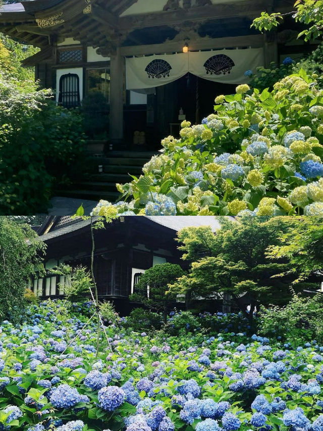 接下來日本的花，粉蝶藍：宮崎駿動畫裡的世界🪄