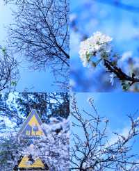 清遠水浪花谷盛花期美爆！