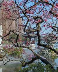 梅花