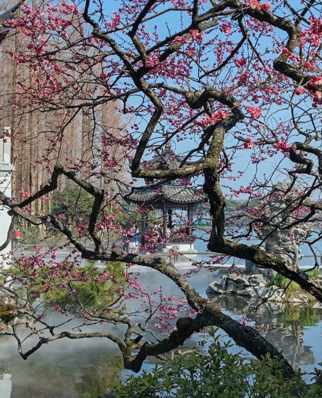 梅花