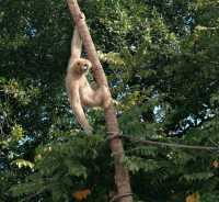 探秘深圳野生動物園，解鎖動物王國新玩法