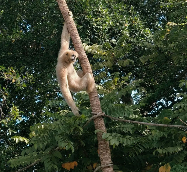 探秘深圳野生動物園，解鎖動物王國新玩法