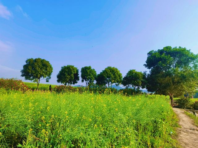 在深圳，一秒走進金黃色油菜花田