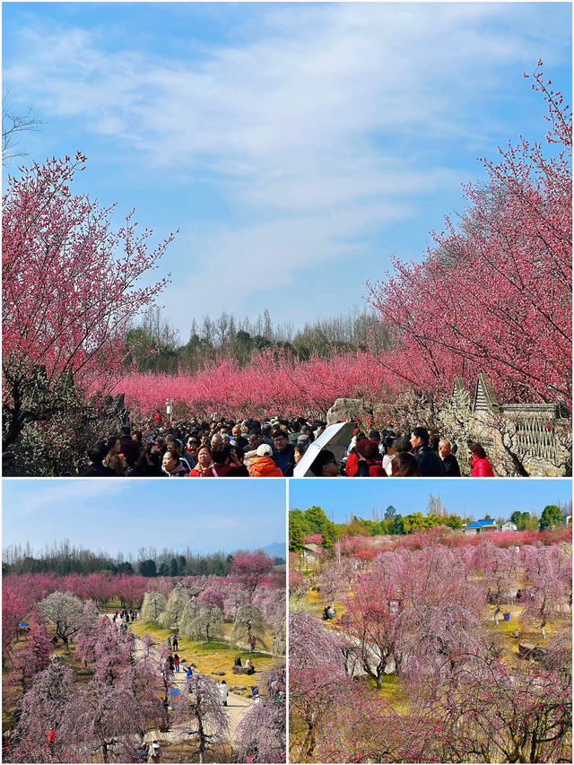 成都｜問花村3月花海炸裂，這份打卡攻略請收好