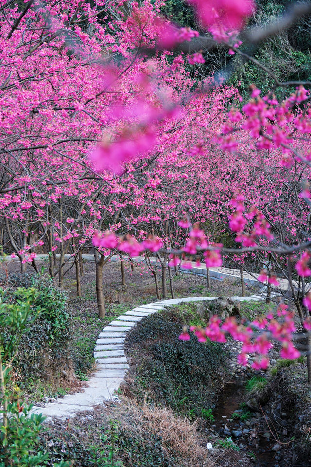 杭州超美櫻花海已到盛花期 錯過等1年