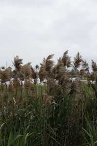 漫步二井灣濕地公園，觀鳥觀草觀海